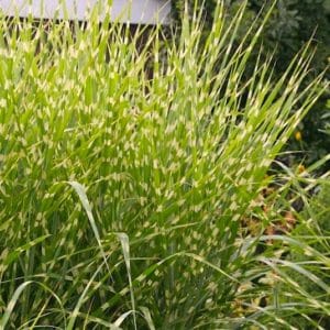 miscanthus sinensis strictus porcupine grass 300x300 - Order Plants Now
