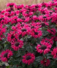 Magenta flowers of Bee Happy Bee Balm.