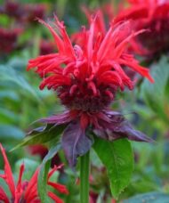 Deep red flowers of Jacob Cline Bee Balm.