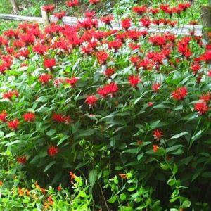 Compact Jacob Cline Bee Balm perrenial with red flowers.