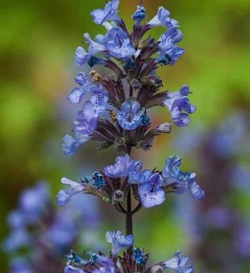 Closeup of Nepeta faassenii 'Purrsian Blue' catmint flowers.
