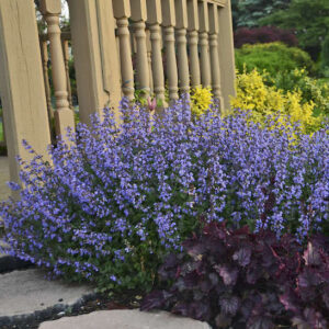 Purrsian Blue Catmint in a fanned habit in a mixed border by a light-coloured wooden porch staircase.