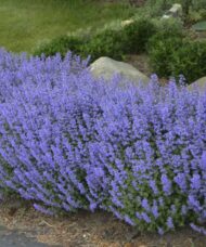 Swath of tall Purrsian Blue Catmint with deep lavender blooms.
