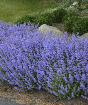 Swath of tall Purrsian Blue Catmint with deep lavender blooms.