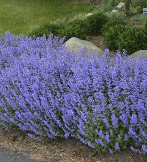 Swath of tall Purrsian Blue Catmint with deep lavender blooms.