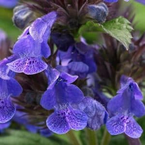 Violet Neptune catmint flowers with purple splotches.