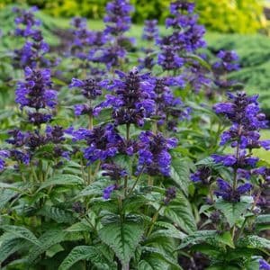 Violet Neptune Catmint flowers rise on spikes over deep green foliage.