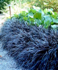 Black Mondo Grass planting of black leaved clumping grass.