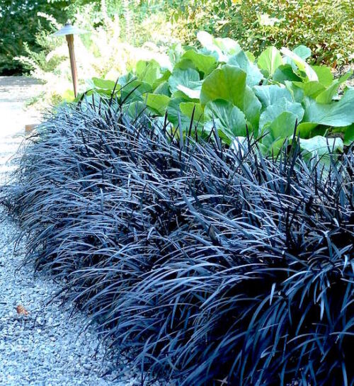 Black Mondo Grass planting of black leaved clumping grass.