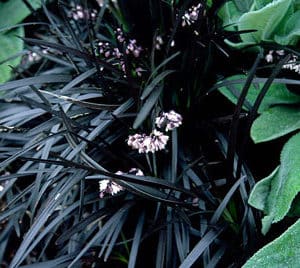 rounded Black Mondo Grass plants