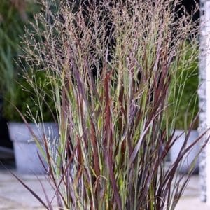 panicum virgatum purple breeze switchgrass 300x300 - Order Plants Now