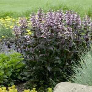 Penstemon 'Dark Towers' plants with pink bell flowers above purple green foliage.
