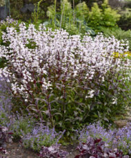 Onyx and Pearls Beardtongue with Neptune Catmint.