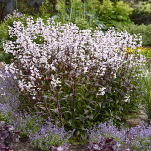 Onyx and Pearls Beardtongue with Neptune Catmint.