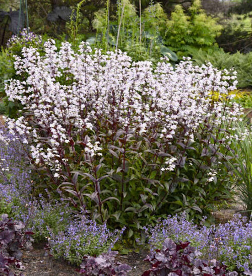 Onyx and Pearls Beardtongue with Neptune Catmint.