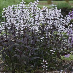 Onyx and Pearls Beardtongue in bloom.