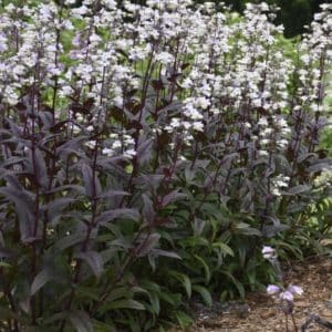 Deep foliage and light lavender flowers of Onyx and Pearls Beardtongue.