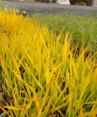 phalaris canariensis pure gold new leave in the spring