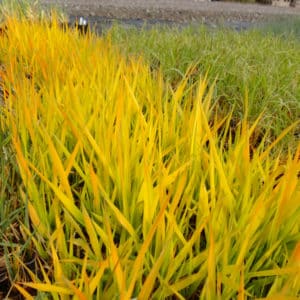 phalaris canariensis pure gold spring colour 300x300 - Order Plants Now