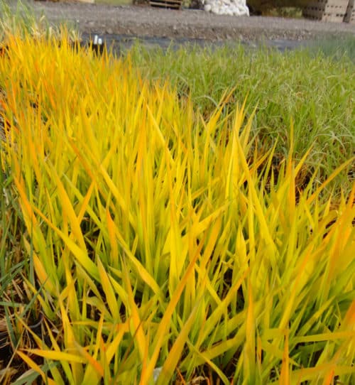 phalaris canariensis pure gold new leave in the spring