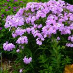 Light pink garden phlox perrenial plant