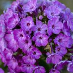 Dwarf magenta purple garden phlox blooms.