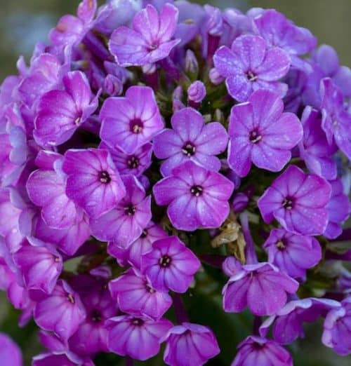 Dwarf magenta purple garden phlox blooms.