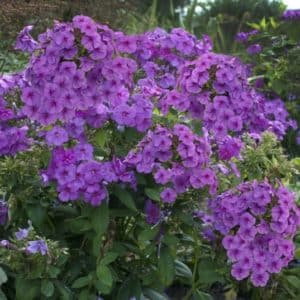 Dwarf purple garden phlox plant with rounded mopheads of magenta blooms.
