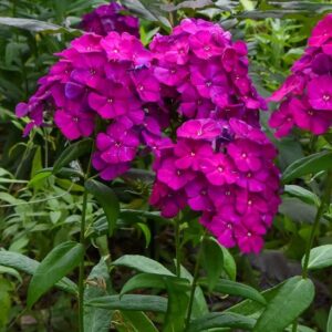Dwarf Purple Garden Phlox plants with magenta blooms.