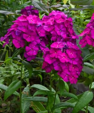 Dwarf Purple Garden Phlox plants with magenta blooms.
