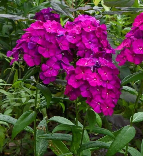 Dwarf Purple Garden Phlox plants with magenta blooms.