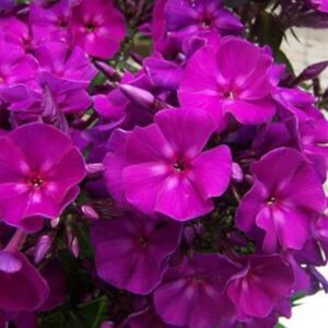 Close up of Dwarf Purple Garden Phlox magenta blooms.