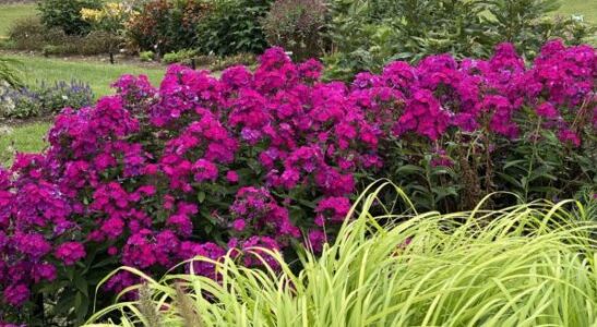 Dwarf purple garden phlox | Phlox paniculata flame purple improved planting Dwarf Purple Garden Phlox planting.