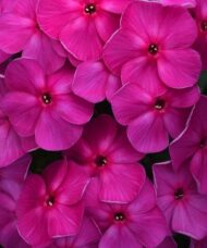 Tall pink garden phlox pearlescent magenta bloom.