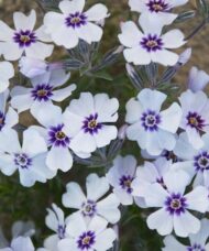 White creeping phlox blooms.