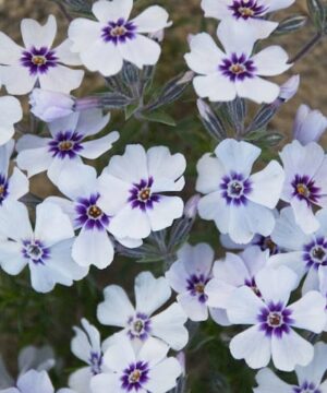 White creeping phlox blooms.