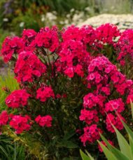 Magenta / Red flowers and deep red foliage of red garden phlox.
