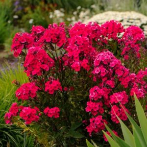 Magenta / Red flowers and deep red foliage of red garden phlox.