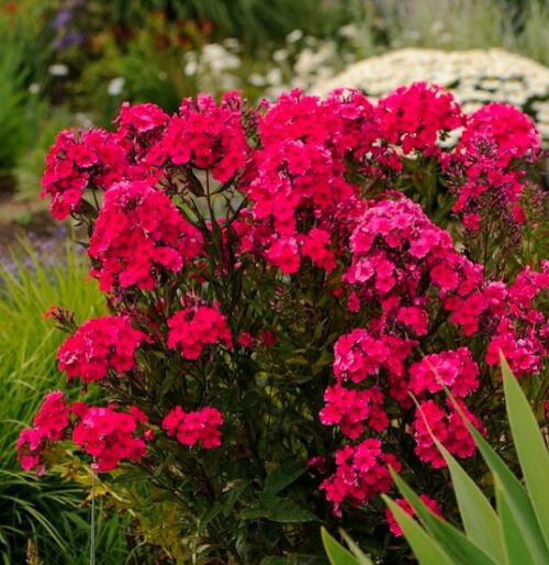 Magenta / Red flowers and deep red foliage of red garden phlox.