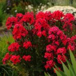 Red flowers and deep red foliage of red garden phlox.