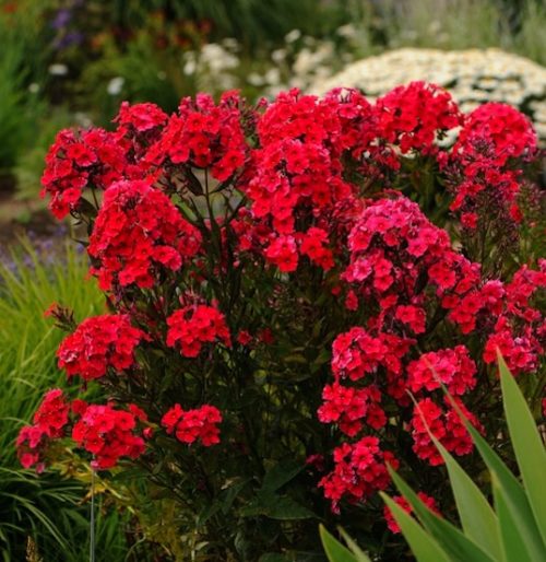 Red flowers and deep red foliage of red garden phlox.