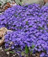Blue creeping phlox in a rock garden.