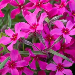 Magenta red Red Wings Creeping Phlox blooms.