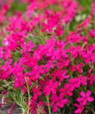 Red Wings Creeping Phlox planting.