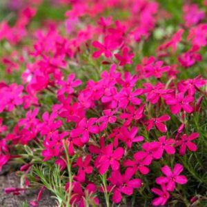 Red Wings Creeping Phlox planting.