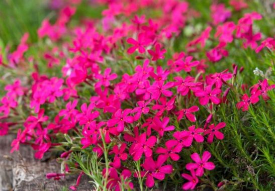 Red Wings Creeping Phlox planting.