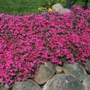Red Wings Creeping Phlox ground-cover in a rock garden.