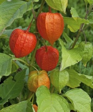 Papery orange laterns of the Giant Chinese Lantern plant.