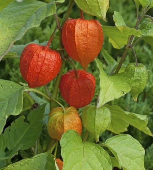 Papery orange laterns of the Giant Chinese Lantern plant.