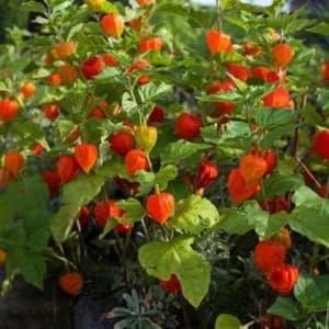 Bright orange papery heart- shaped lantern blooms on Giant Chinese Latern plants.